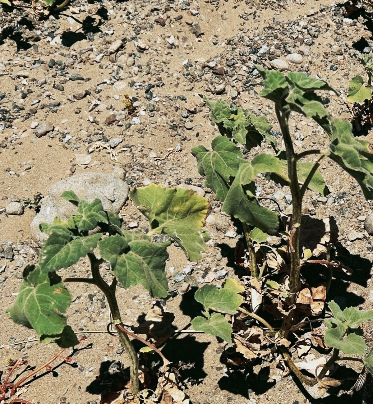 미국 캘리포니아는 건조한 날씨 때문에 매년 대형 산불이 자주 발생한다. 전 세계 여러 지역에서 건조한 계절에 볼 수 있는 것처럼 토양이 건조하면 항생제 내성 박테리아가 번식하기 쉬운 것으로 나타났다.  미국 캘리포니아공과대 제공