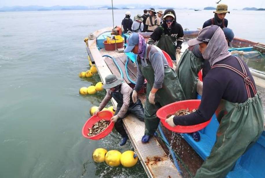 양식어가들이 천수만 일원에서 조피볼락을 방류하고 있다. 서울신문DB