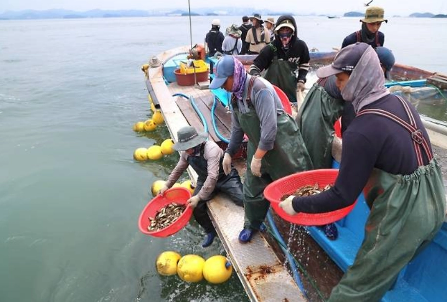 양식어가들이 천수만 일원에서 조피볼락을 방류하고 있다. 서울신문DB