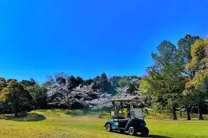 日 규슈 ‘벚꽃 라운딩’ 인기