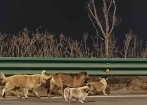 중국의 한 도살장에서 극적으로 탈출한 반려견 7마리가 서로를 의지해 멀리 떨어져 있는 집을 찾아 돌아온 사연이 알려져 큰 감동을 주고 있다. 유튜브 캡처