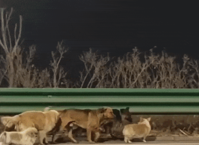 중국의 한 도살장에서 극적으로 탈출한 반려견 7마리가 서로를 의지해 멀리 떨어져 있는 집을 찾아 돌아온 사연이 알려져 큰 감동을 주고 있다. 유튜브 캡처