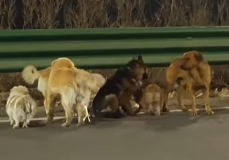 중국의 한 도살장에서 극적으로 탈출한 반려견 7마리가 서로를 의지해 멀리 떨어져 있는 집을 찾아 돌아온 사연이 알려져 큰 감동을 주고 있다. 유튜브 캡처