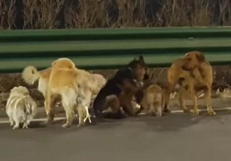 중국의 한 도살장에서 극적으로 탈출한 반려견 7마리가 서로를 의지해 멀리 떨어져 있는 집을 찾아 돌아온 사연이 알려져 큰 감동을 주고 있다. 유튜브 캡처
