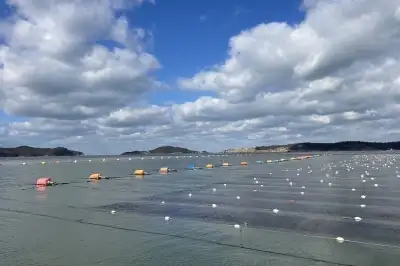 군산 물김 위판금액 600억원 넘겼다…역대 최대