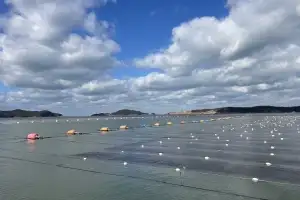 군산 물김 위판금액 600억원 넘겼다…역대 최대