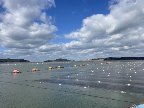 군산 김 양식장. 군산시 제공