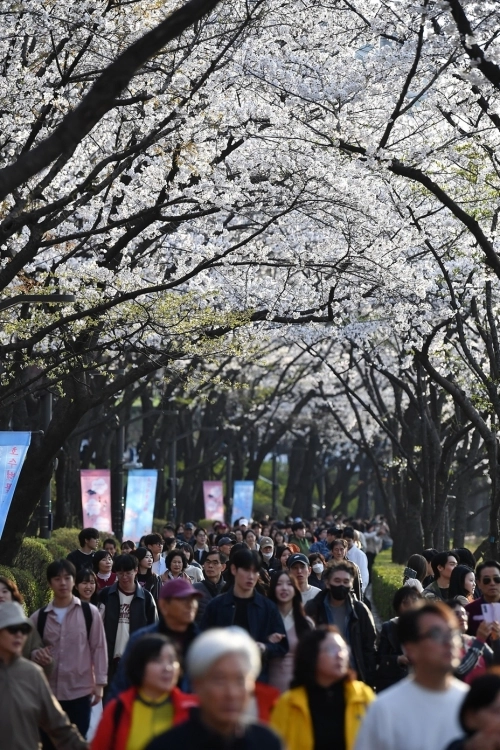 지난해 4월 송파구 잠실동 석촌호수 일대에서 열린 ‘2025 호수벚꽃축제’를 찾은 시민들이 산책로를 걷고 있다. 송파구 제공