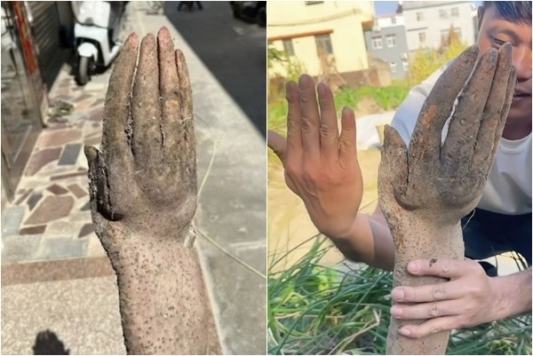 중국에서 한 농부가 밭에서 수확한 참마가 사람의 손과 흡사한 형태로 화제가 되고 있다. MS NEWS 캡처