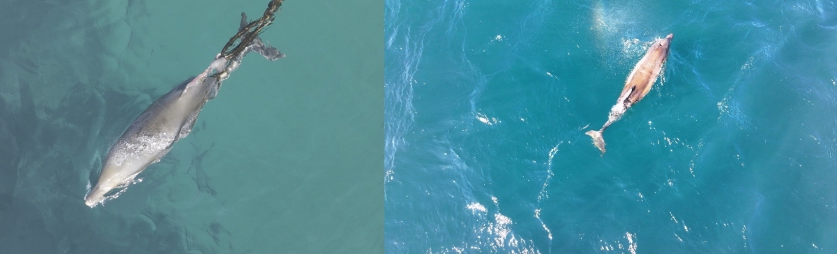 폐어구에 걸린 제주남방큰돌고래 쌘돌이(왼쪽)가 지난 19일 등지느러미가 잘려나가는 고통 속에 스스로 그물을 벗어나 자유의 몸이 됐다. 다큐제주·제주대 고래 해양생물보전연구센터 제공