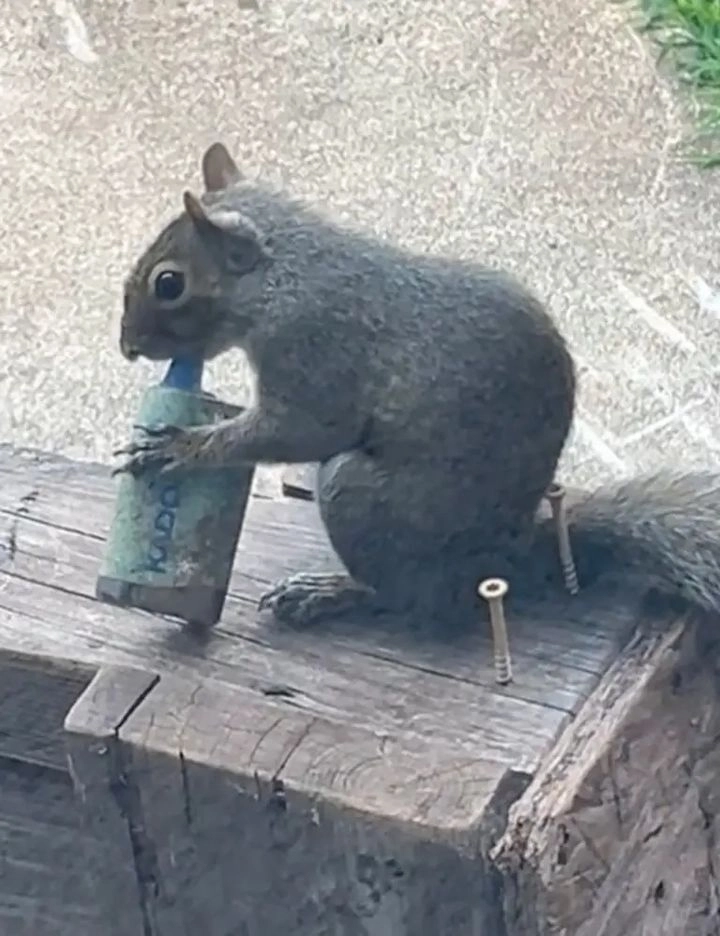 전자담배를 물고 있는 다람쥐 모습. 틱톡 @carly.dane 캡처