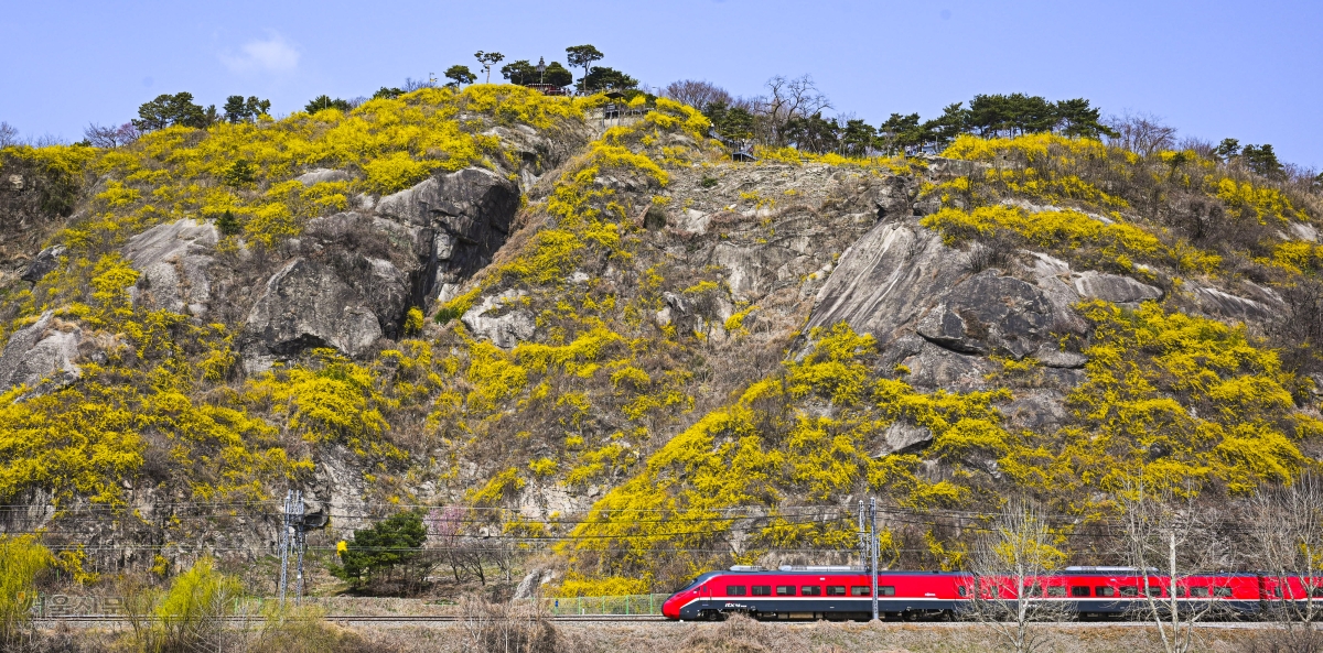 개나리꽃 노란빛으로 물든 응봉산