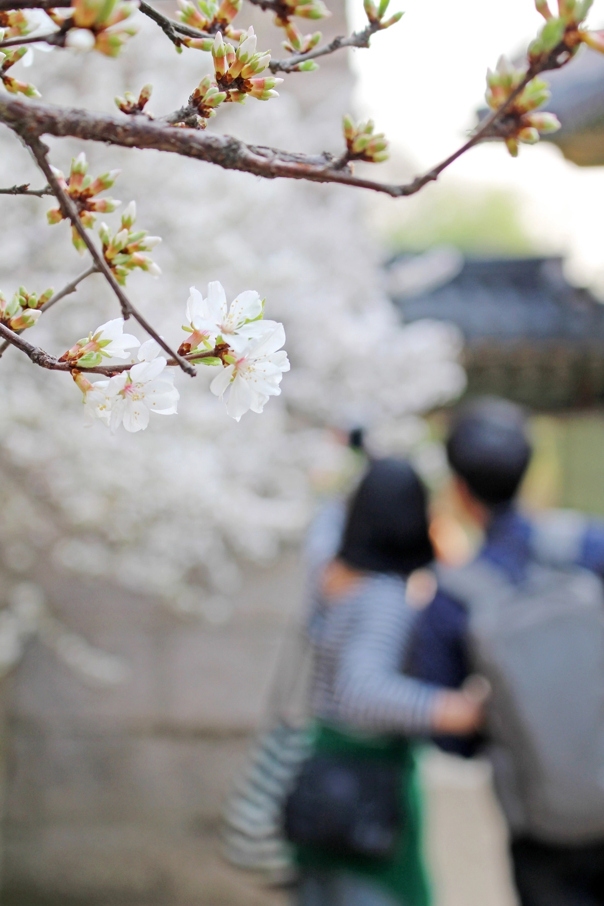 창덕궁 대조전과 성정각은 다양한 봄꽃 덕분에 연인들의 포토존으로 인기 있다.