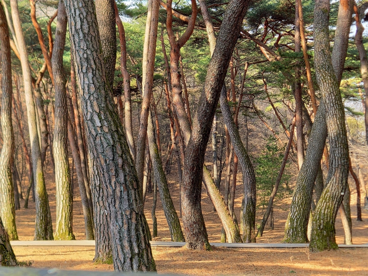 풍파가 빚은 곡선