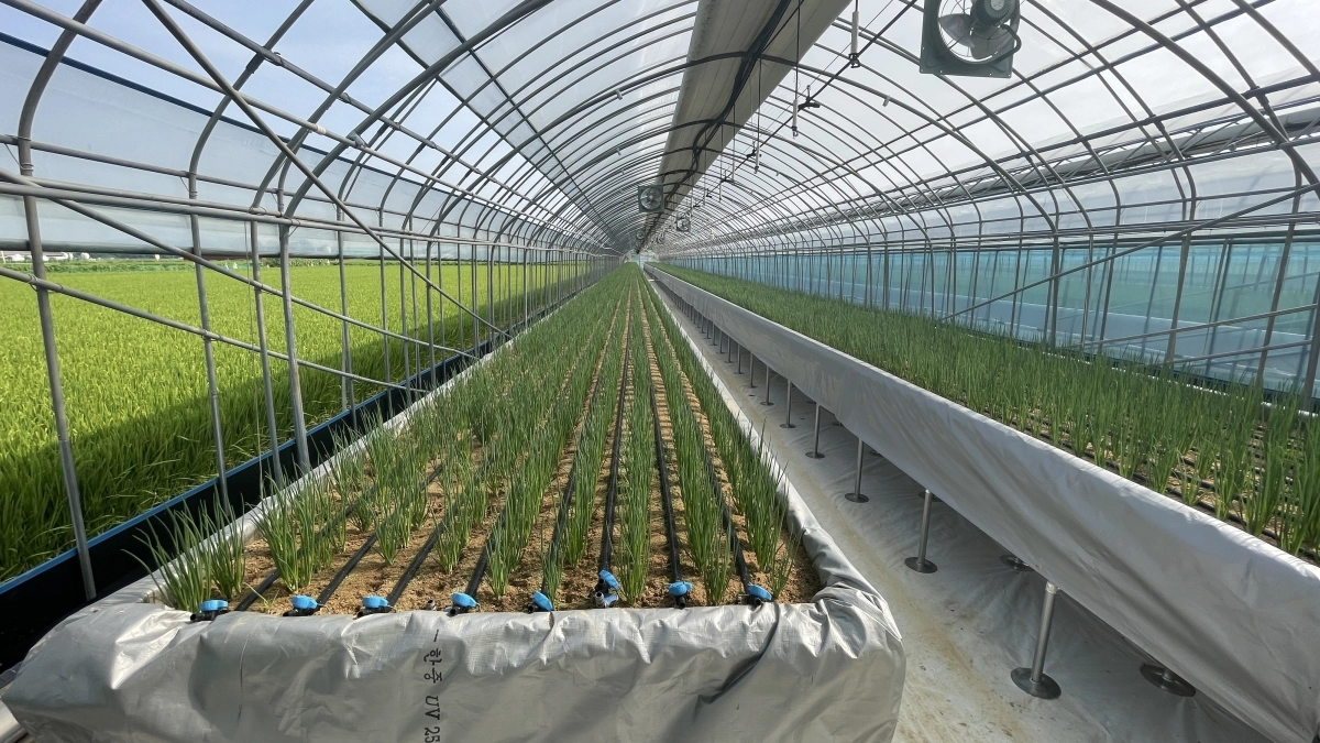 스마트팜에서 쪽파를 재배하고 있는 모습. 충북도 제공.