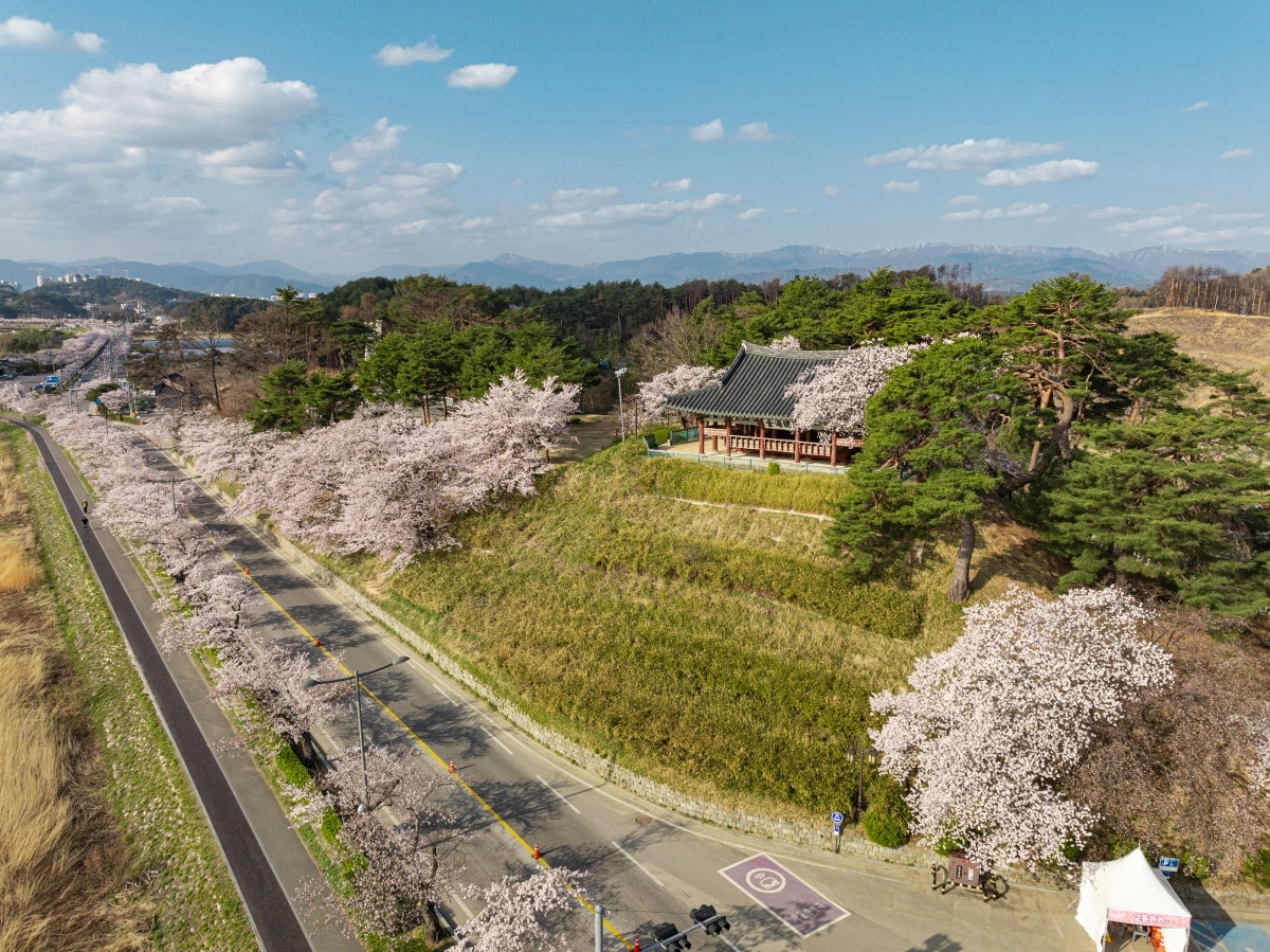 강원 강릉시는 다음 달 4~11일 경포벚꽃축제를 개최한다. 사진은 지난해 벚꽃이 만개한 경포 풍경. 강릉시 제공