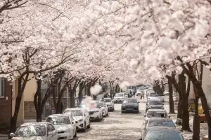 슬슬 꽃망울 터질 기세…벚꽃향 가득한 ‘강릉의 봄’