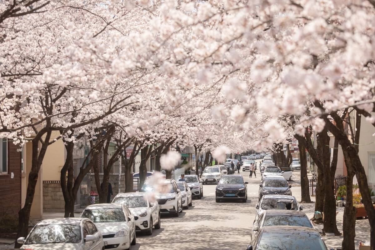 다음 달 3~5일 강원 강릉 교동에서 솔올블라썸 축제가 열린다. 사진은 지난해 축제 모습. 강릉시 제공
