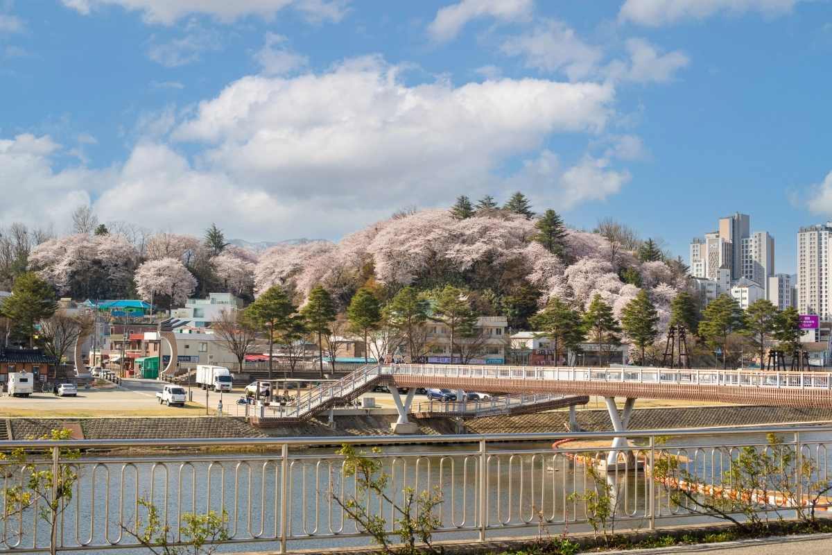 다음달 3~5일 강원 강릉 노암동 남산공원에서 벚꽃축제가 개최된다. 사진은 지난해 벚꽃이 만개한 남산공원 풍경.