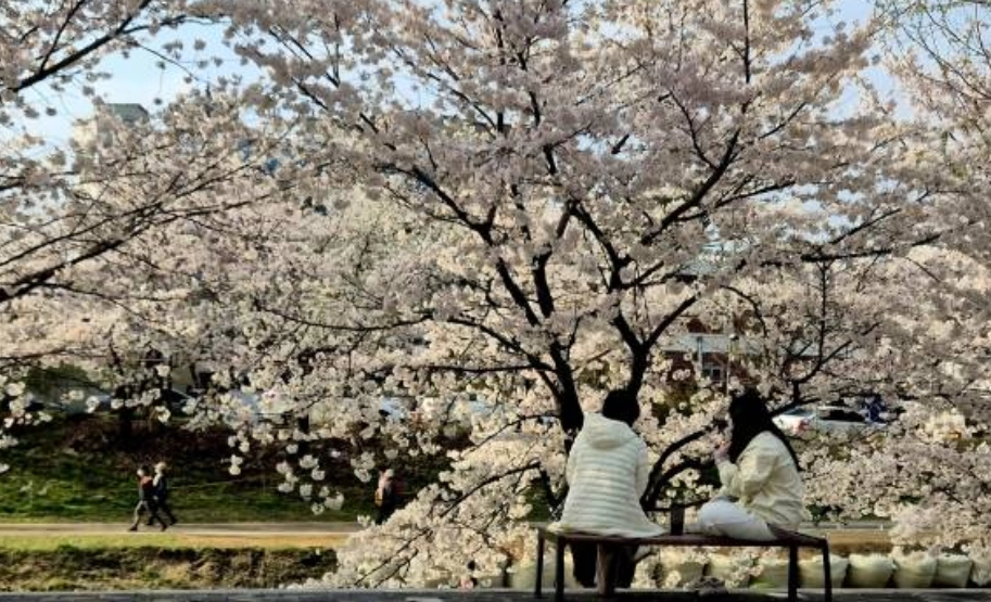 충남 천안 원성천 벚꽃길. 천안시 제공