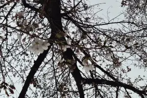 ‘숨은 땅’ 여의도 4개 면적 찾아냈다…넓어진 한반도