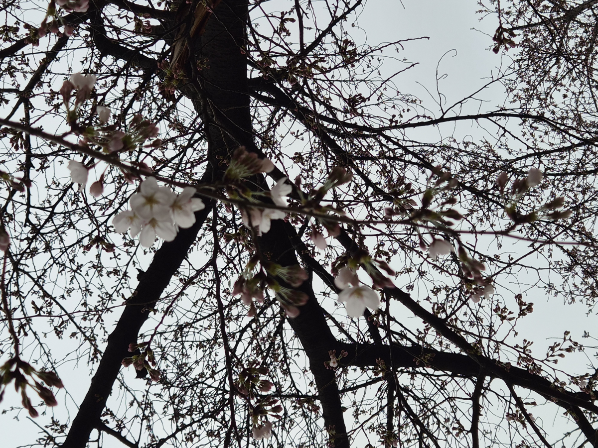 29일 서울 여의도 윤중로의 벛나무에 벛꽃이 피어있는 모습. 기상청 제공