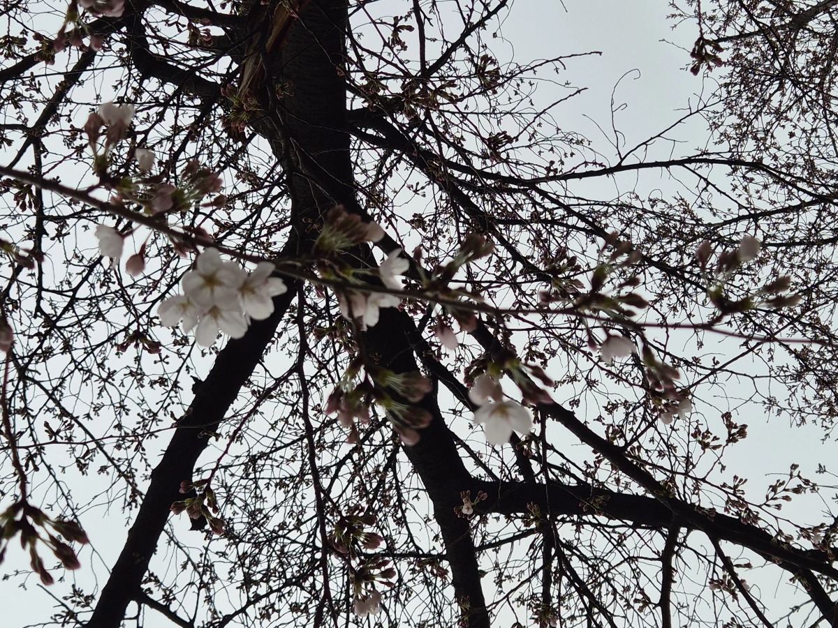 29일 서울 여의도 윤중로의 벛나무에 벛꽃이 피어있는 모습. 기상청 제공