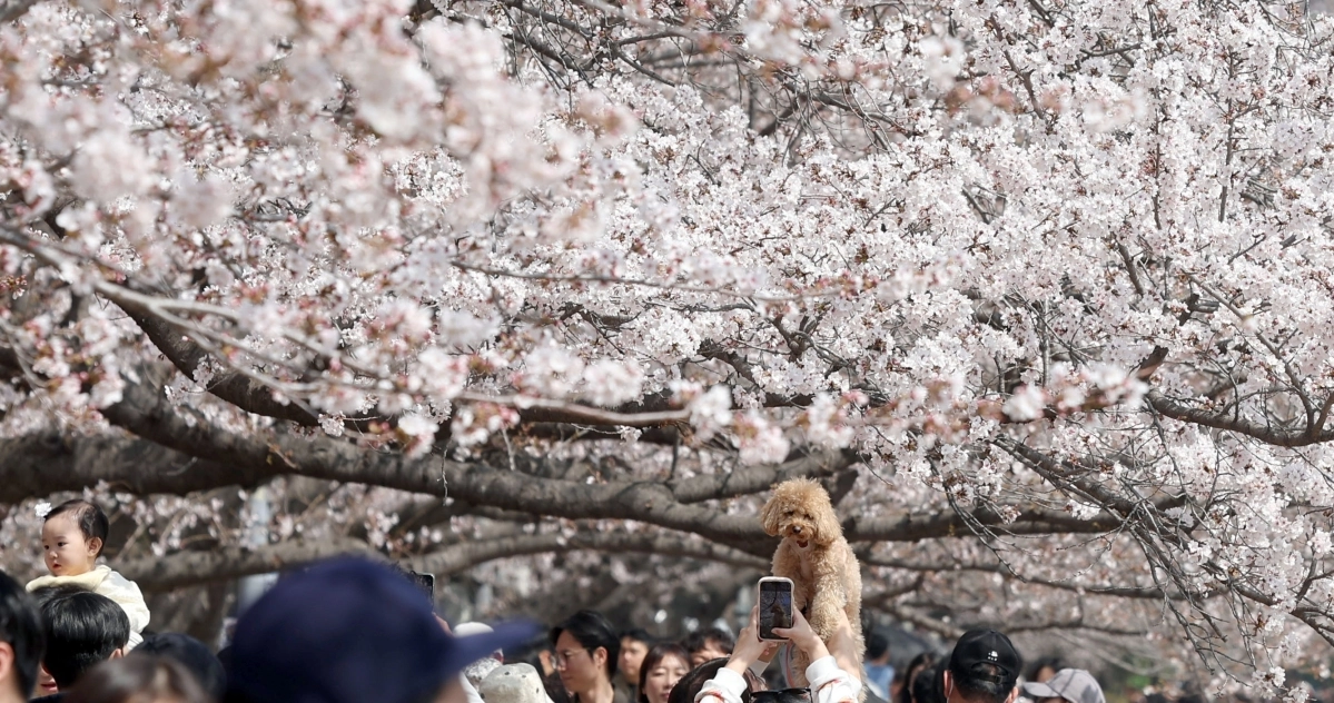 멍멍이도 설레는 벚꽃의 계절