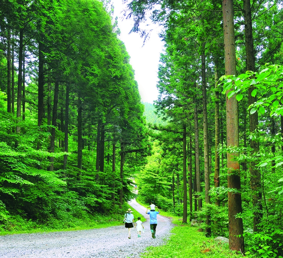 울창한 숲 사이로 산책로가 이어져 있다. 장성군 서삼면에 있는 축령산 편백 치유의 숲.  장성군 제공