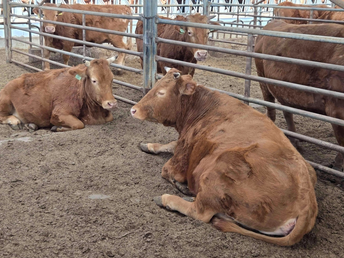 전남 담양군 황금누리 소사육 농장. (담양군 제공)