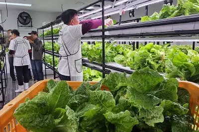 제주 스마트팜 ‘우영뜨락’… 생산형 노인 일자리 실험