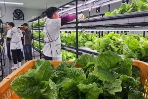 제주 스마트팜 ‘우영뜨락’… 생산형 노인 일자리 실험