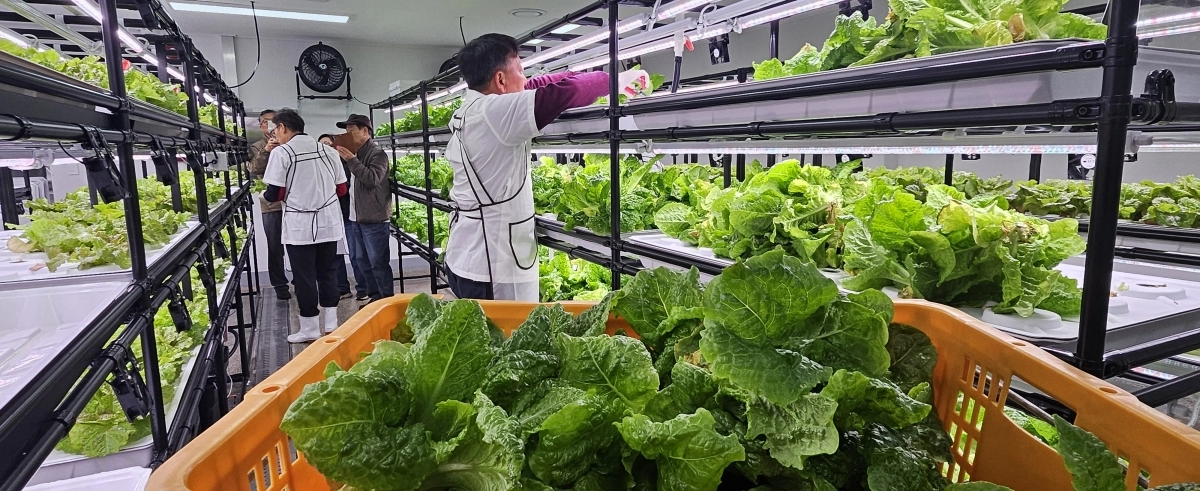 24일 제주시 이도2동 영산홍주택 지하1층에 있는 제주시니어클럽이 운영하는 ‘우영뜨락’에서 20명의 어르신들이 재배한 상추를 첫 수확하고 있다. 제주 강동삼 기자