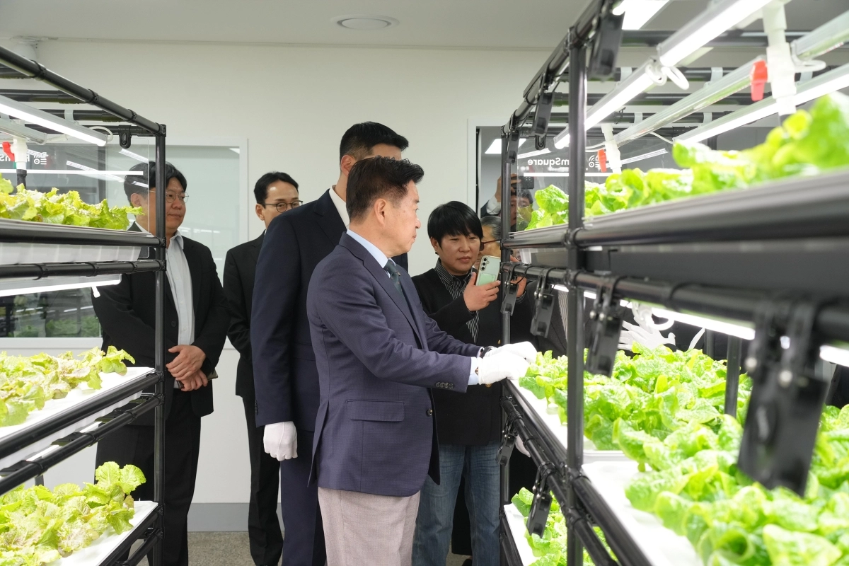 오영훈 제주지사가 지난 16일 제주시 이도2동 영산홍주택에서 열린 노인일자리 공동체 사업단 스마트팜 ‘우영뜨락’ 개소식에서 어르신들이 수경재배로 키운 상추를 살펴보고 있다. 제주도 제공