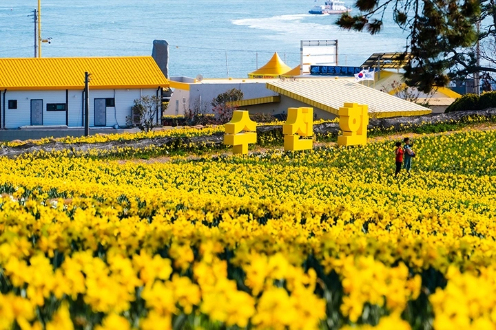 전남 신안군 압해읍 선도 수선화 군락지. (신안군 제공)