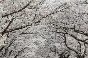 ‘영암 벚꽃 마라톤대회’에서 “영암의 봄 만끽하세요”