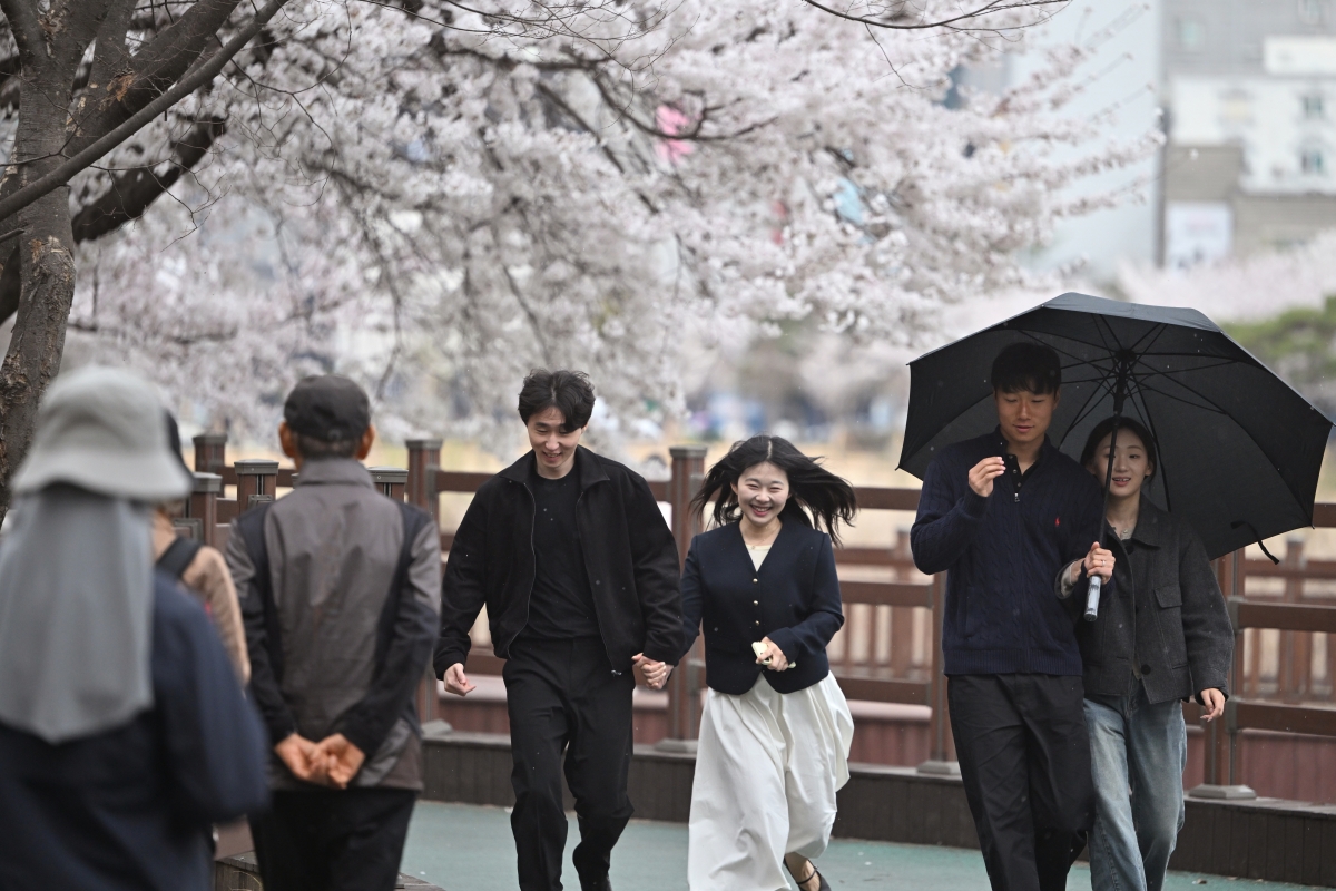 벚꽃과 봄비