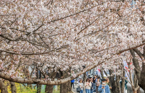 연일 온화한 날씨가 이어진 30일 서울 영등포구 윤중로 벚꽃길을 찾은 관광객들이 벚꽃을 구경하고 있다. 이날 산림청과 기상청에 따르면 서울 벚꽃은 평년보다 10일 빠르게 개화했다. 2026.3.30<br>뉴스1