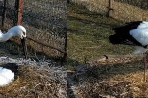 충남 등 29쌍 98개 알 산란…한일 황새 커플도 번식 성공