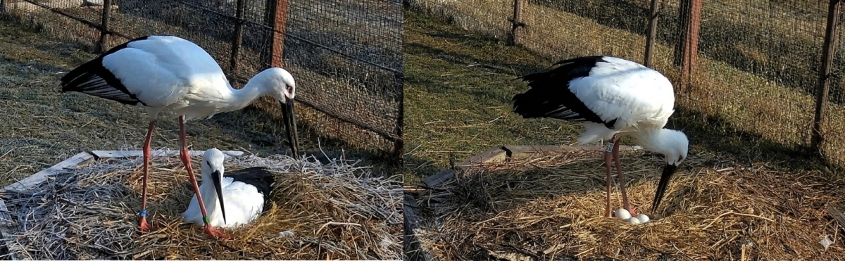 유전적 다양성 확보를 위해 도입한 일본 황새와 한국 황새 커플. 예산군 제공
