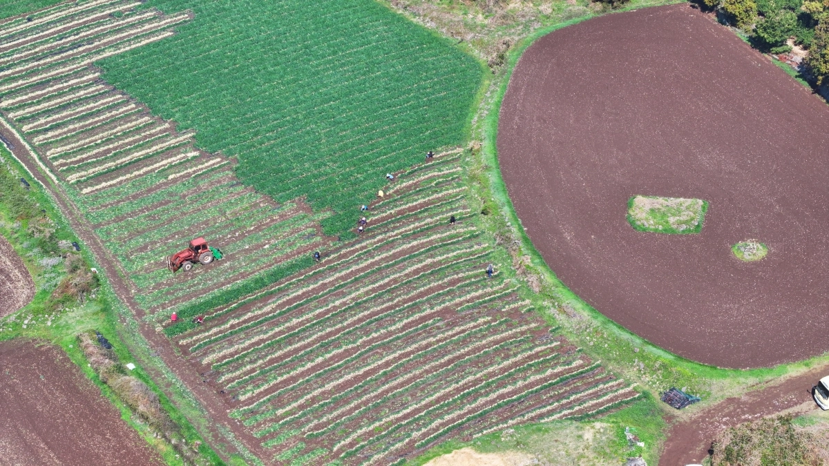 제주 조생양파 수확 한창