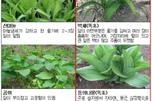 ‘산나물의 고장’ 영양서 산나물 라면 먹은 주민 6명 식중독 증세