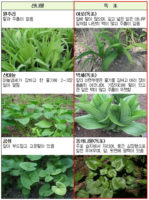 혼동하기 쉬운 산나물과 독초. 행정안전부 제공