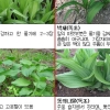 ‘산나물의 고장’ 영양서 산나물 라면 먹은 주민 6명 식중독 증세
