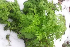 산나물인 줄 알고 먹었는데 ‘독초’?…봄철 산나물 채취 주의