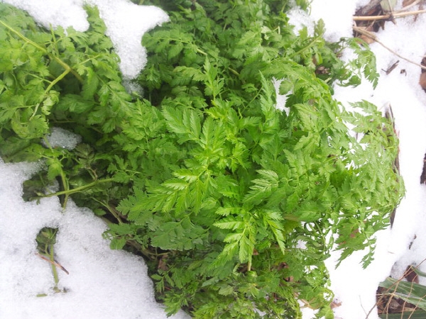 경북 영양 일월면의 한 마을 주민 6명이 지난달 31일 라면에 전호나물을 넣어 먹은 뒤 집단 식중독 증세를  보여 치료를 받고 있다. 사진은 울릉도에서 자생하는 전호나물. 울릉군 제공