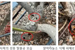“과수나무 피해 그만”…하늘소 천적 ‘개미침벌’ 대량 사육 길 열려