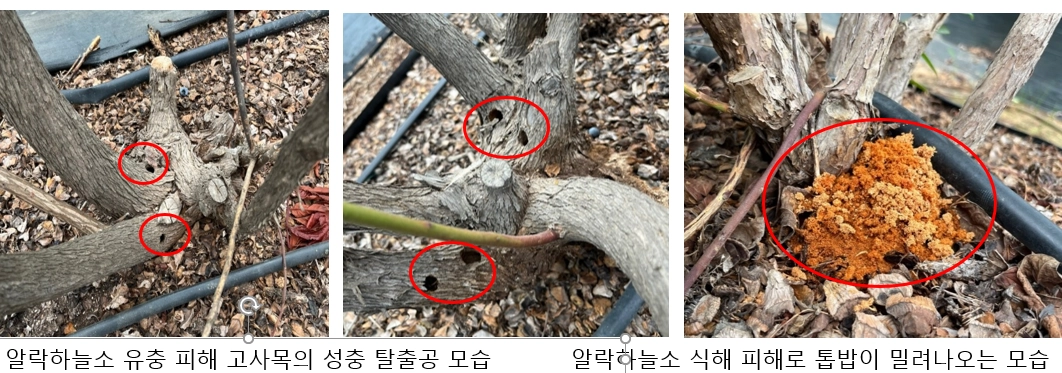천공성해충 알락하늘소에 의한 블루베리 나무 피해. 도 제공