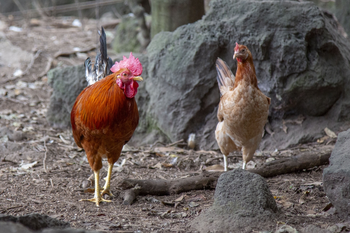 제주 재래닭 구엄닭. 제주도 제공