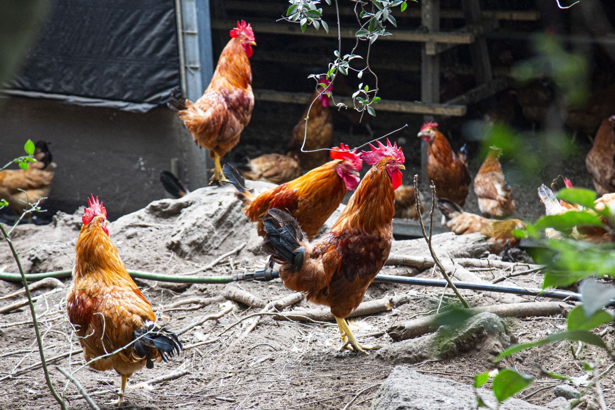 제주 재래닭 구엄닭. 제주도 제공